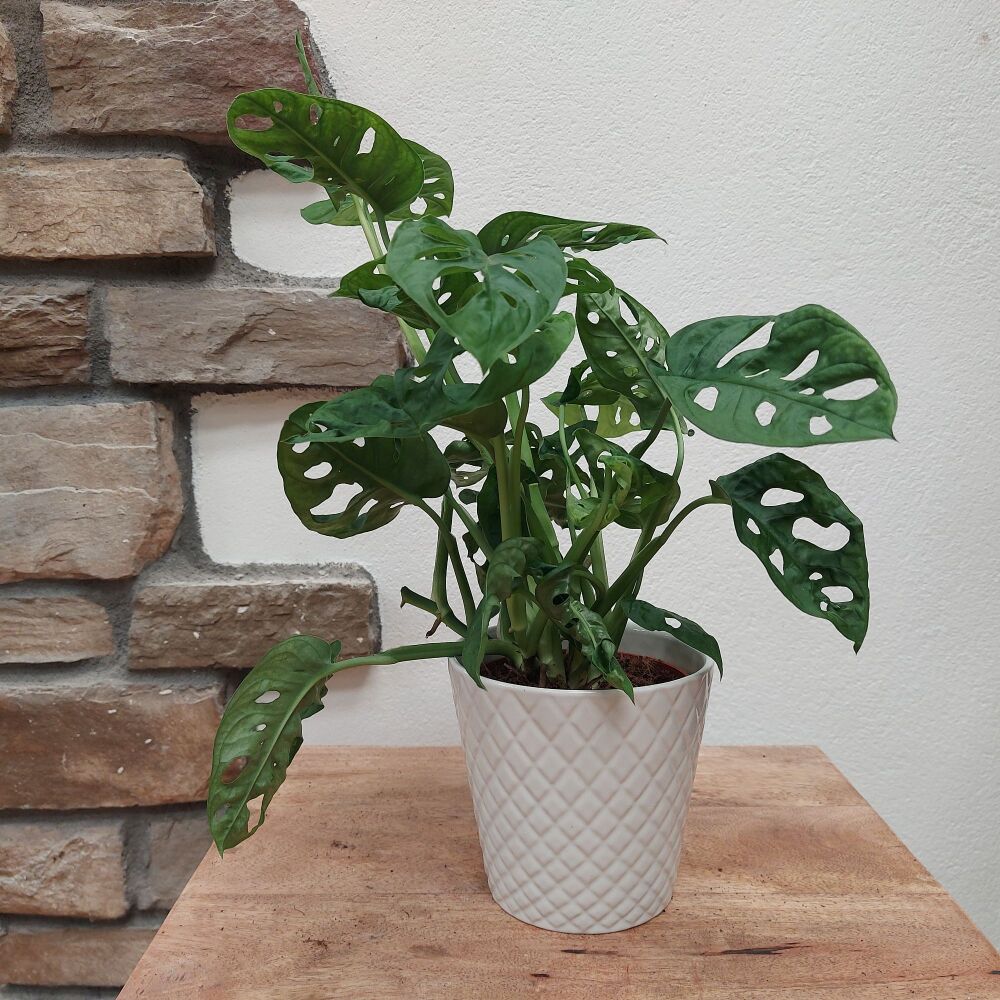 Swiss Cheese Plant - Monstera Adansonii - 12cm