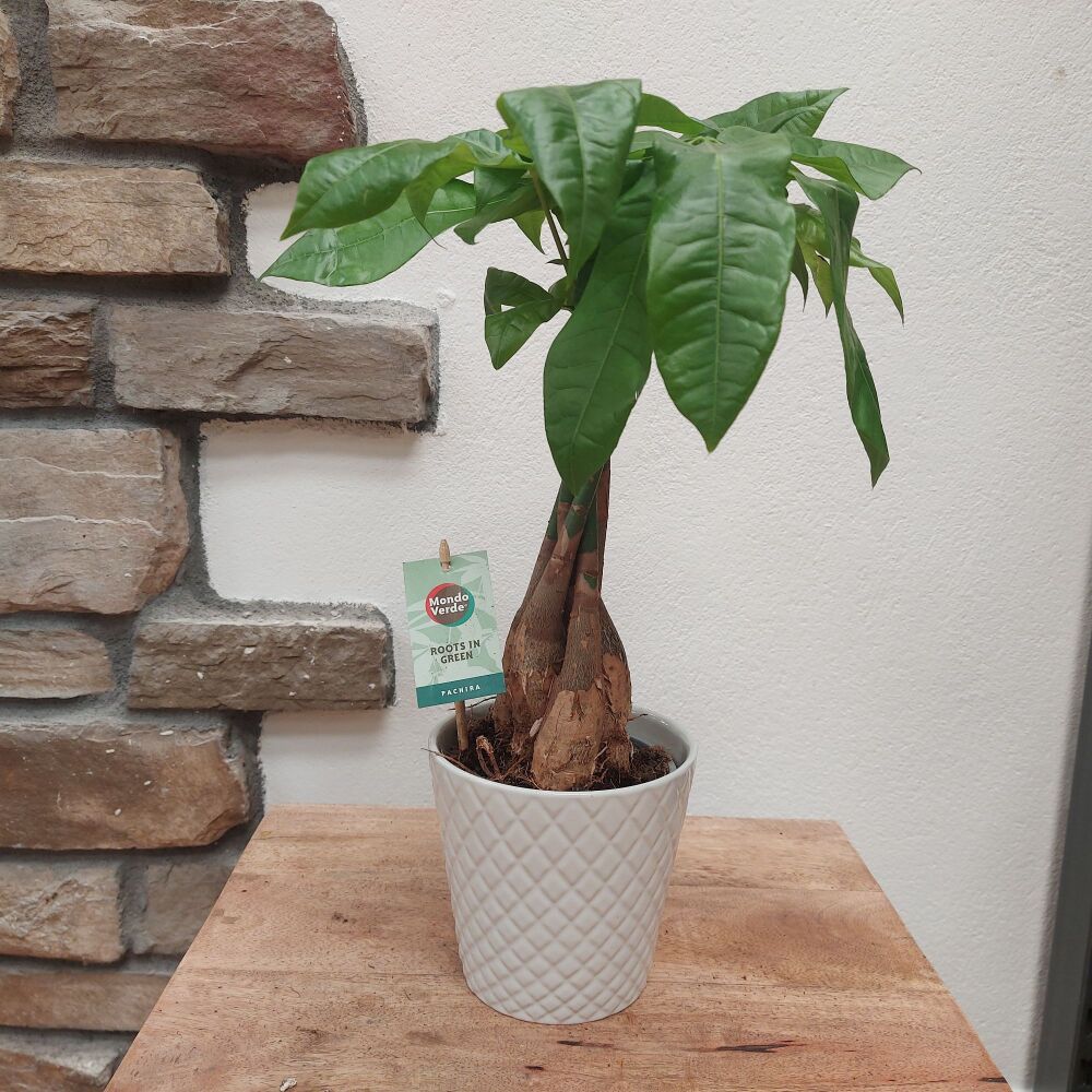 Pachira Aquatica - 12cm