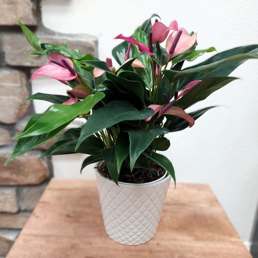 Anthurium Zizou - 13cm
