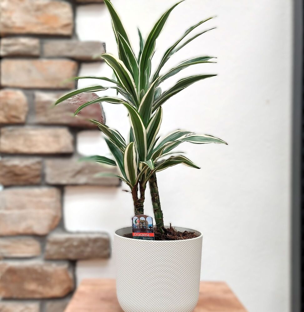 Dragon Plant  - Dracaena Frag. White Stripe - 17cm