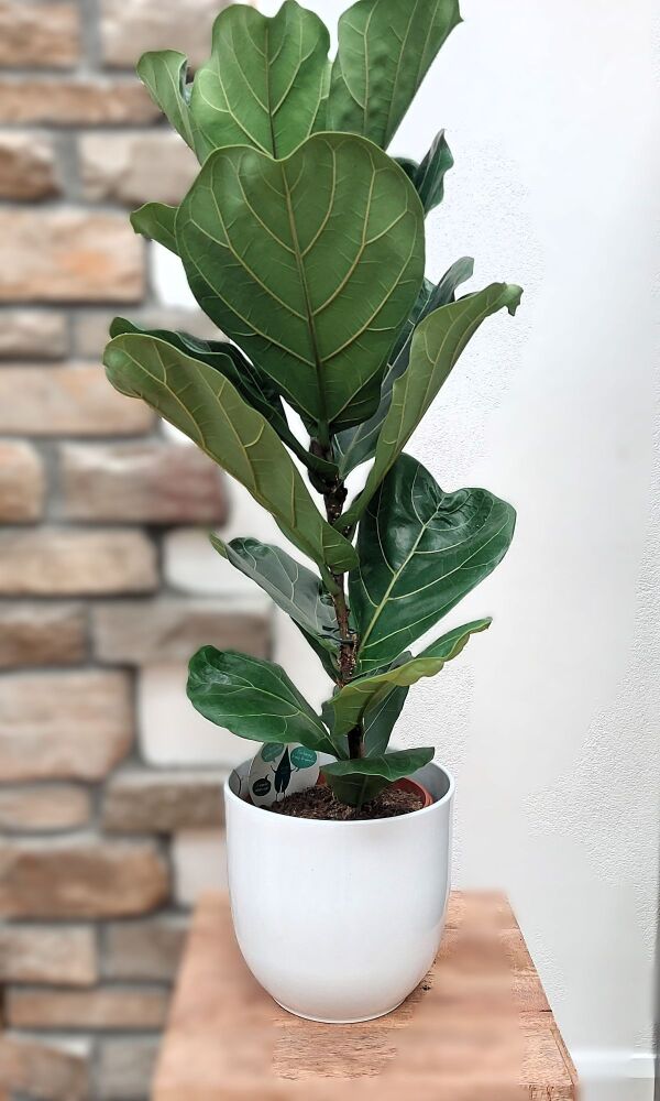 Ficus Lyrata - 21cm