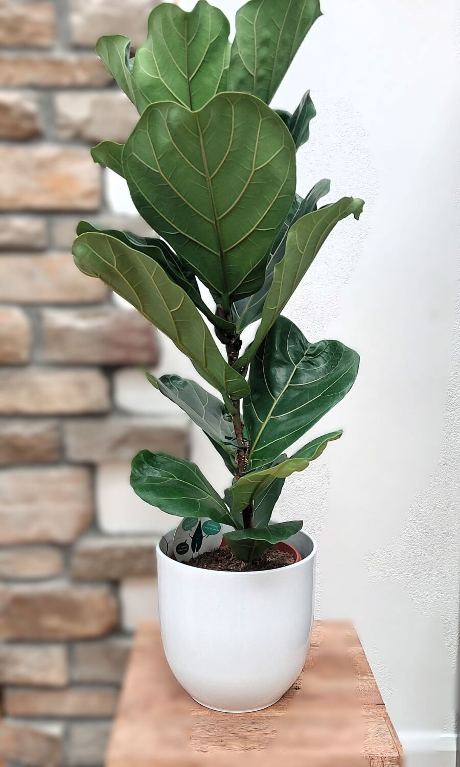 Ficus Lyrata - 21cm