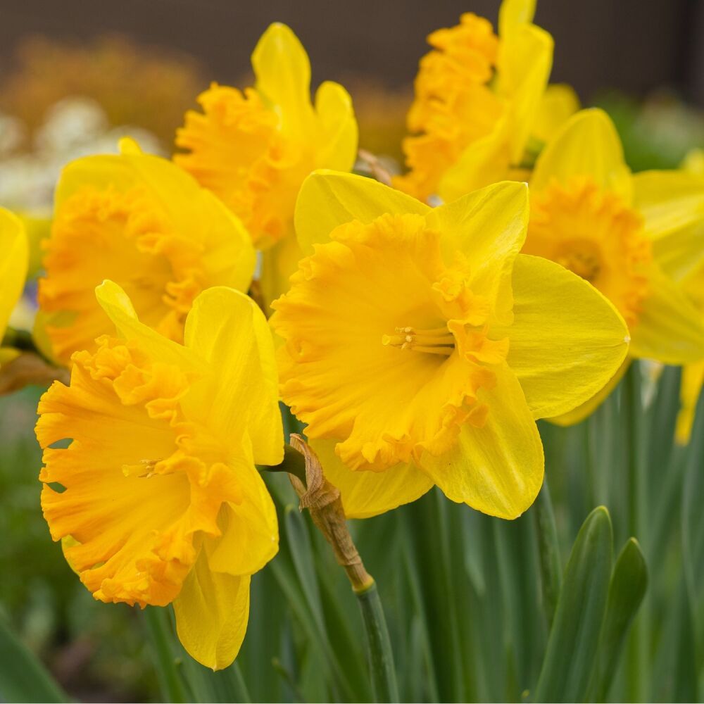 Daffodil Carlton - 3kg net