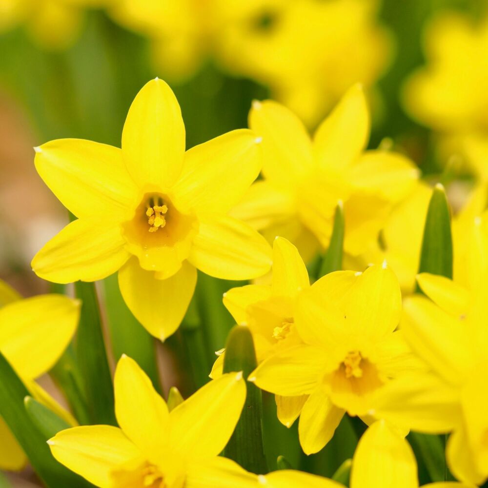 Daffodil Dutch Master - 4kg net