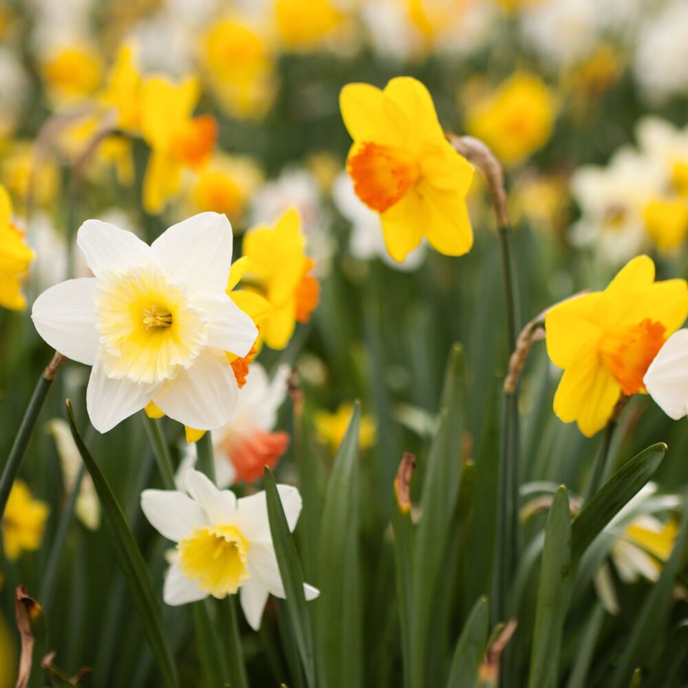 Daffodil Mixed - 4kg net