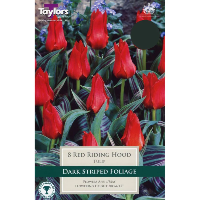 Tulip Red Riding Hood - 8 Bulbs