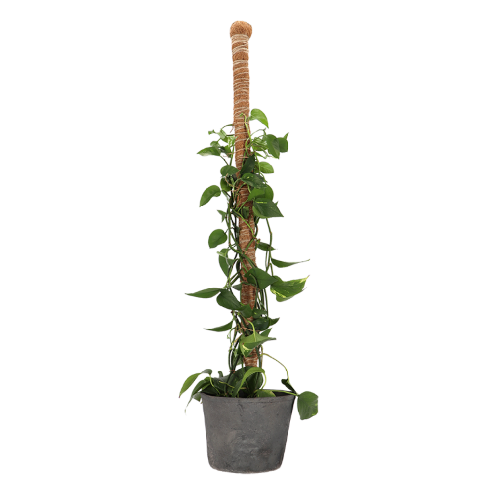 Coir Plant Support Stick - Small