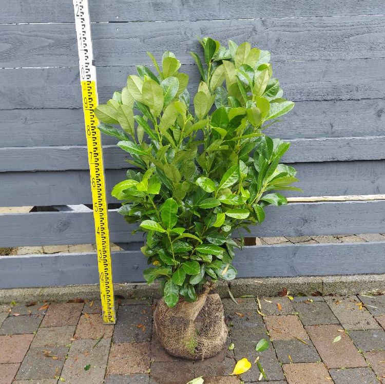 Rootball Hedging & Trees