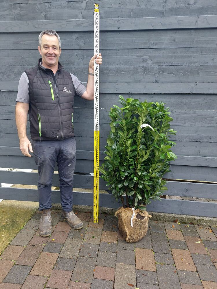 Prunus Luar. Bonaparte - 80/100cm - Rootball - Bundle of 10