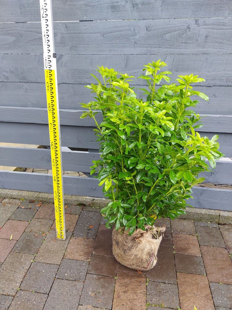 Choisya Ternata - 50/60cm - Rootball