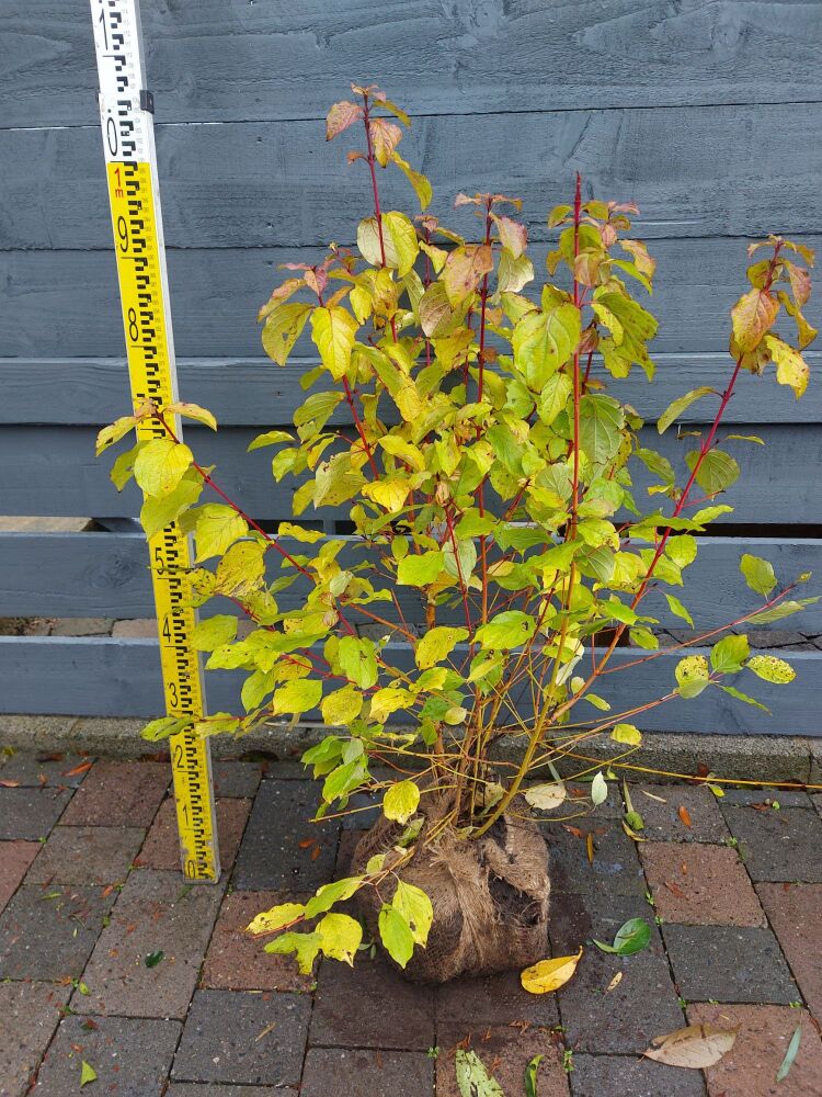 Cornus Sanguinea - Midwinter Fire - 60/80cm - Rootball