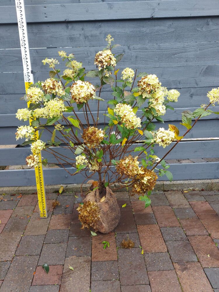 Hydrangea - Limelight- 60/80cm - Rootball