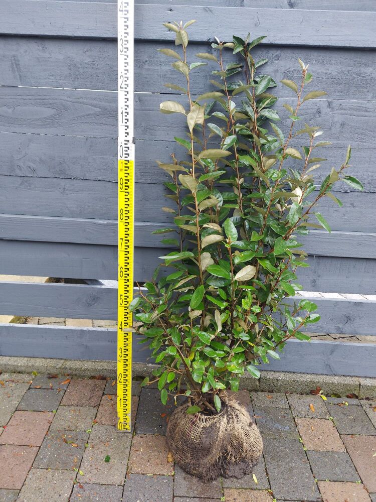 Eleagnus Ebbingei - 100/125cm - Rootball - Bundle of 10