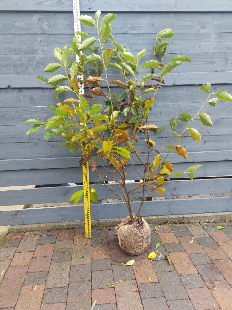 Magnolia Soulangeana - 100/125cm - Rootball
