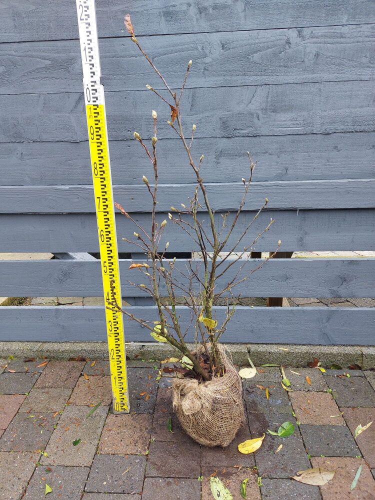 Magnolia Stellata - 80/100cm - Rootball