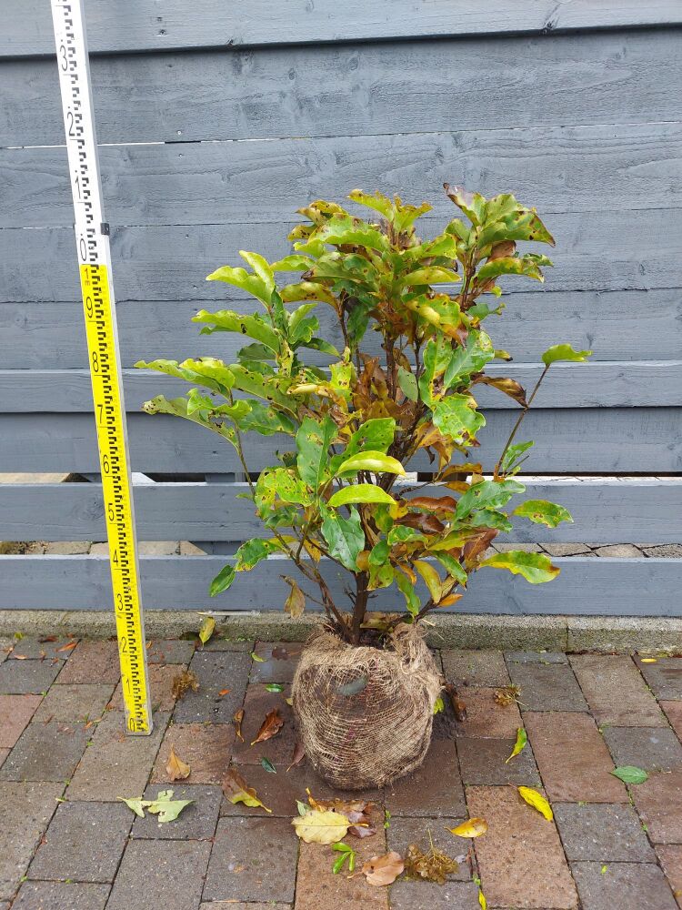 Magnolia Susan - 80/100cm - Rootball