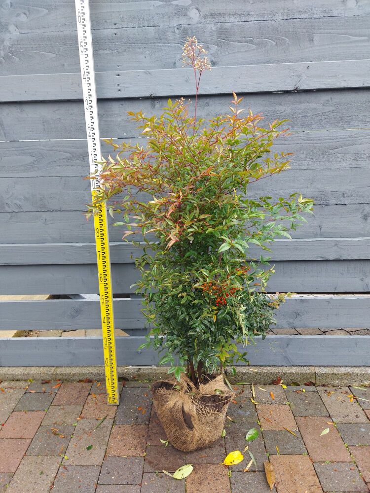 Nandina Domestica - 80/100cm - Rootball