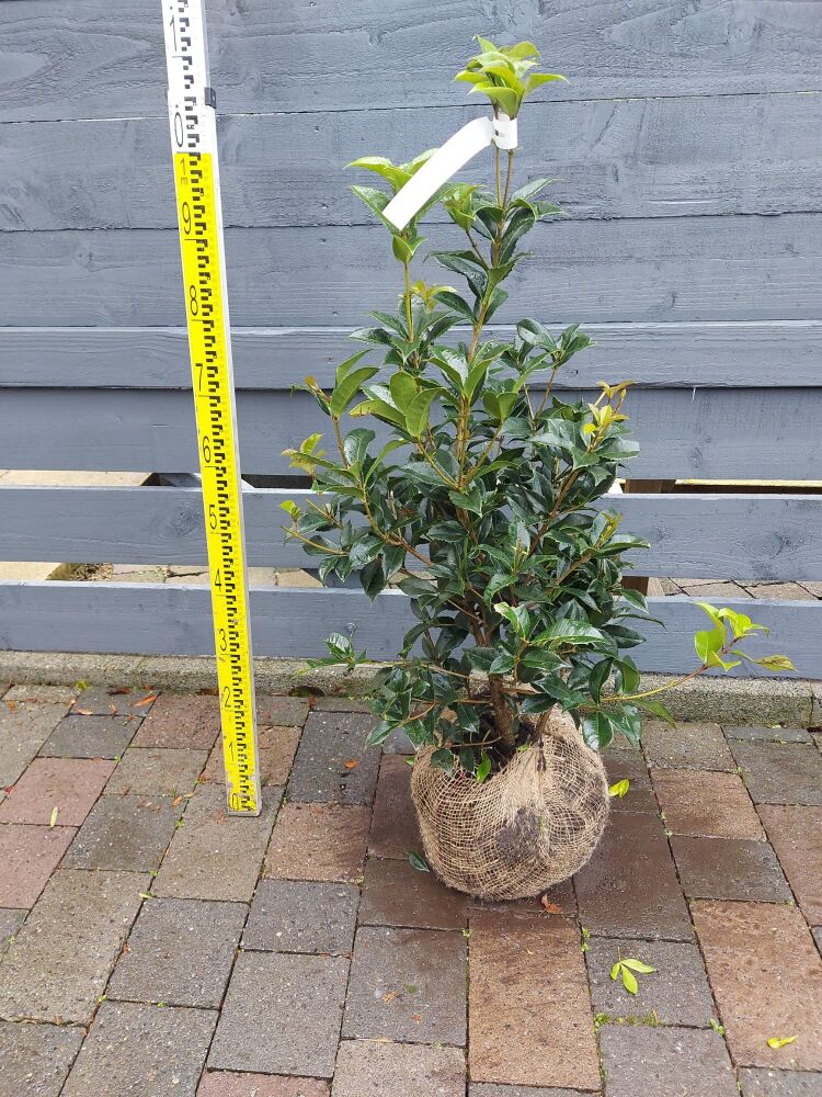 Osmathus Armatus - 60/80cm - Rootball - Bundle of 10