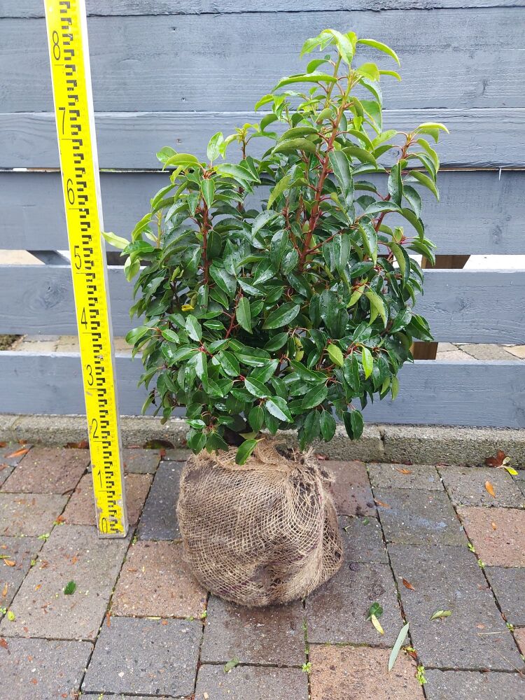 Prunus Laur. Angustifolia - 50/60cm - Rootball - Bundle of 10