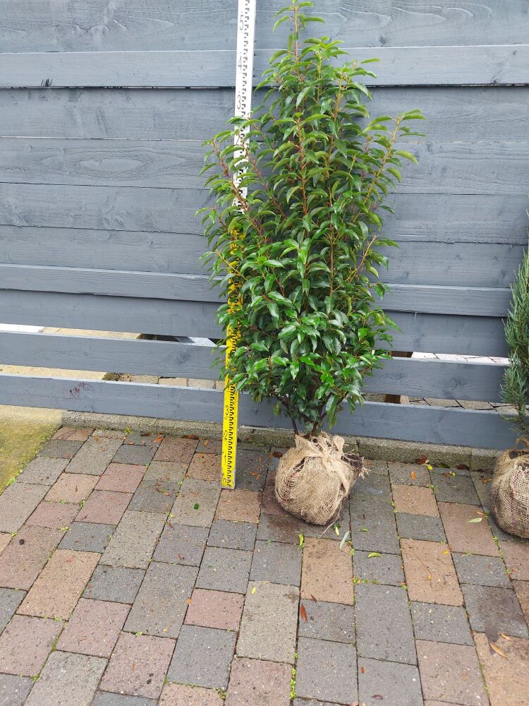 Prunus Laur. Angustifolia - 100/120cm - Rootball - Bundle of 10