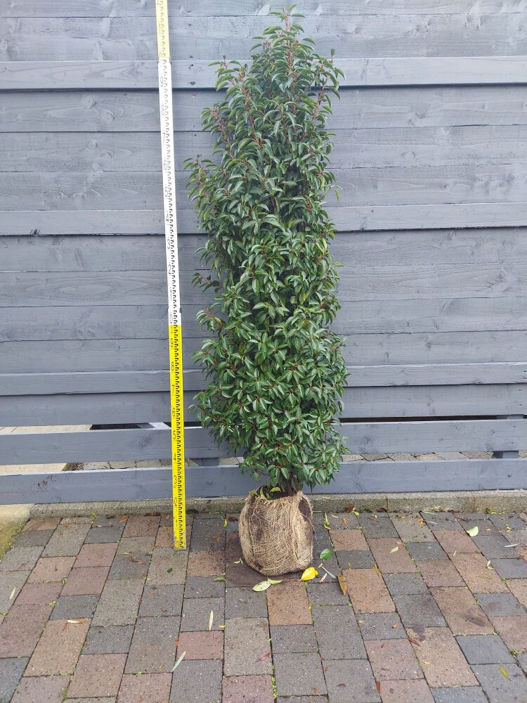 Prunus Laur. Angustifolia - 180/200cm - Rootball - Bundle of 10