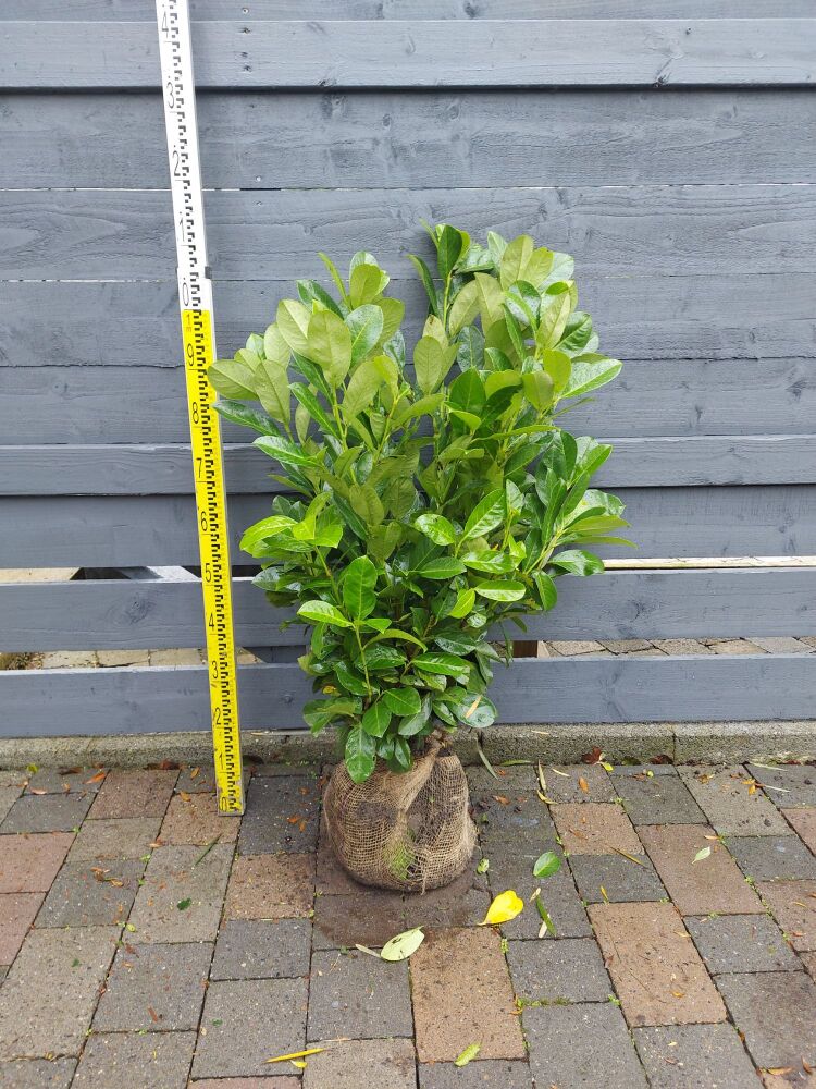 Prunus Luar. Rotundifolia - 100/125cm - Rootball - Bundle of 10