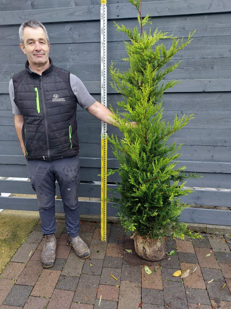 Cupressocyparis l. Castlewellan - 150/175cm - Rootball - Bundle of 10
