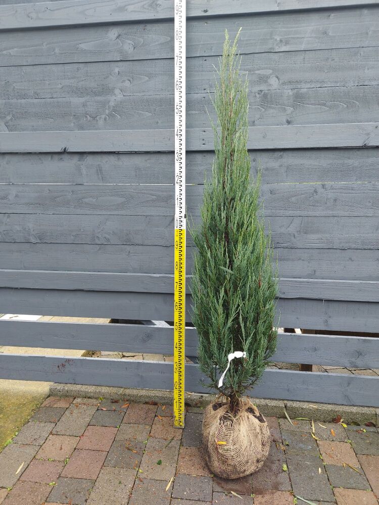 Juniperus Scop. Blue Arrow - 125/150cm - Rootball