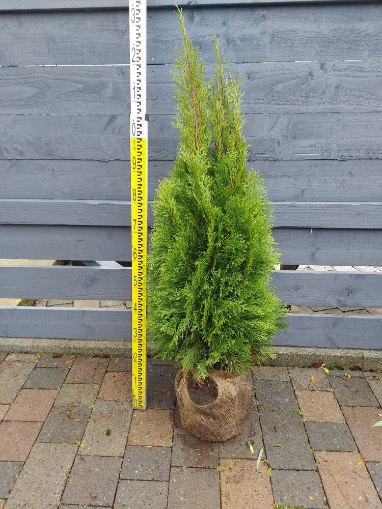 Thuja Occ. Smaragd - 80/100cm - Rootball - Bundle of 10