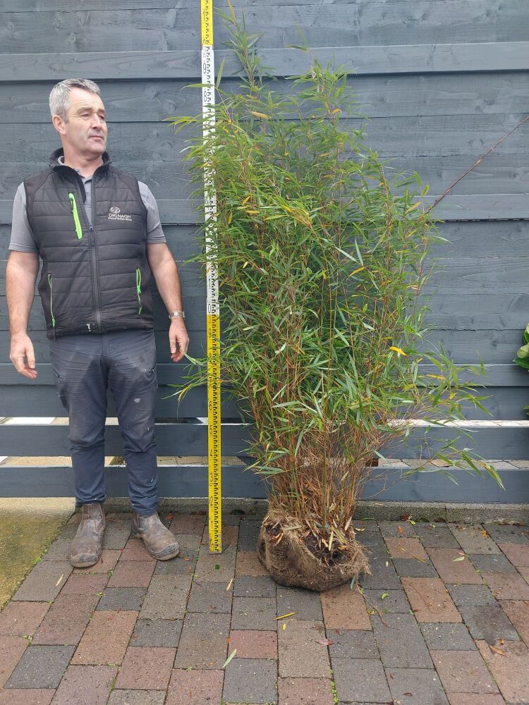 Fargesia Scabrida Asian Wonder - 125/150cm - Rootball - Bundle of 5