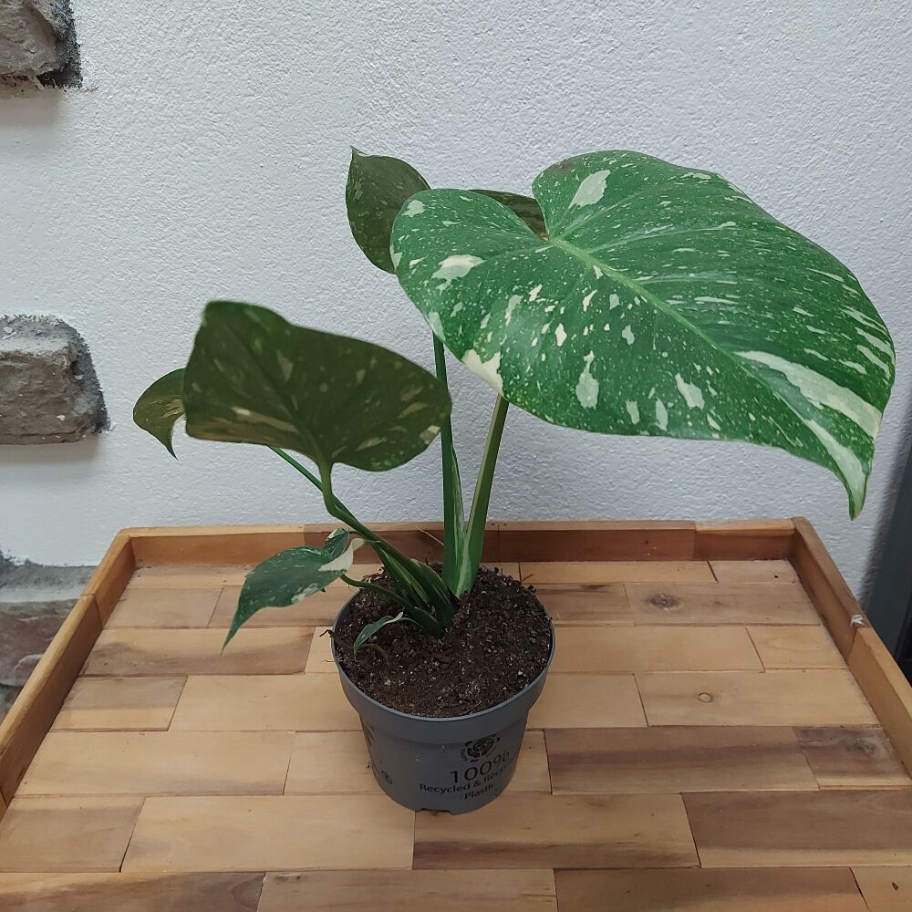 Monstera Thai Constellation