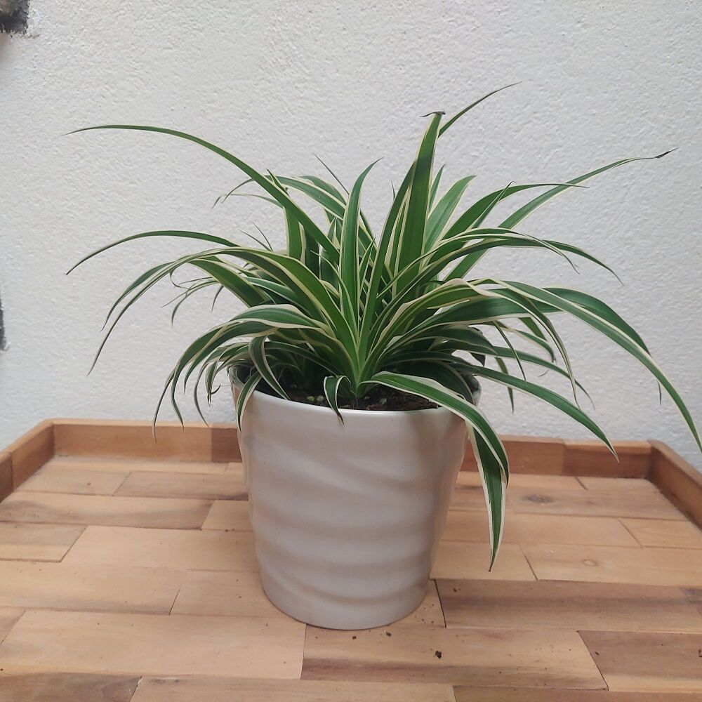 Spider Plant - Chlorophytum Comosum Vitatum