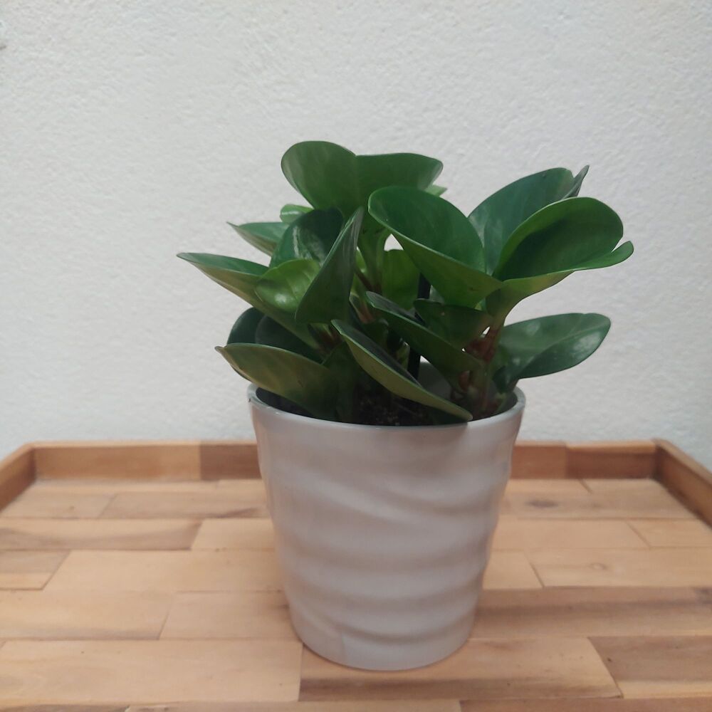 Peperomia Obtusifolia Lime