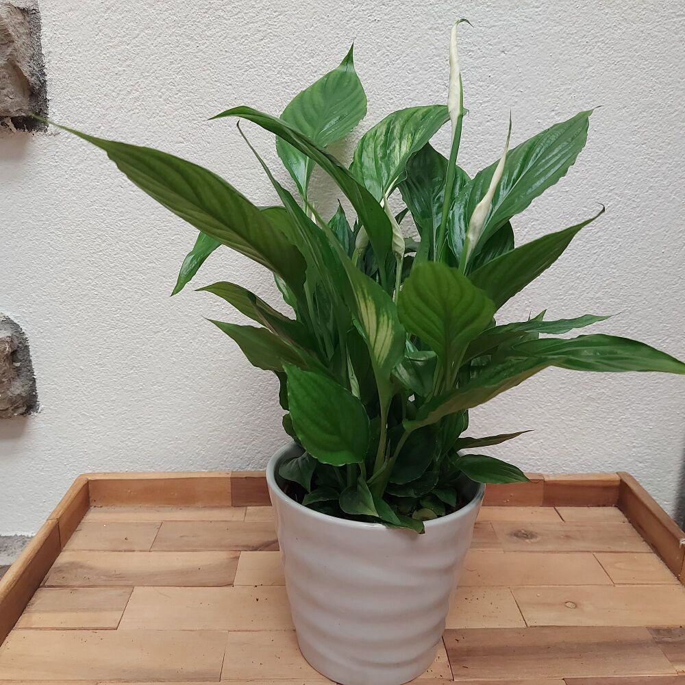 Peace Lily - Spathiphyllum Torelli Ultimo