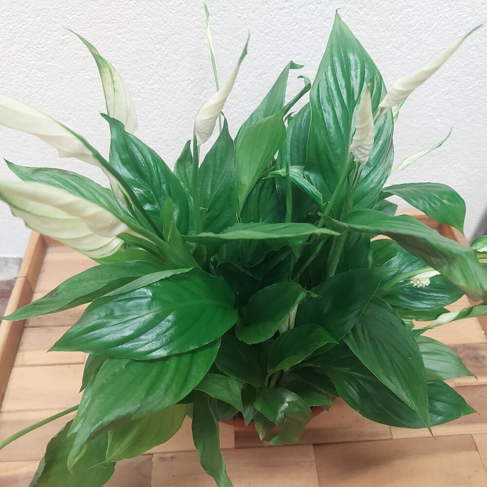 Peace Lily - Spathiphyllum Chopin
