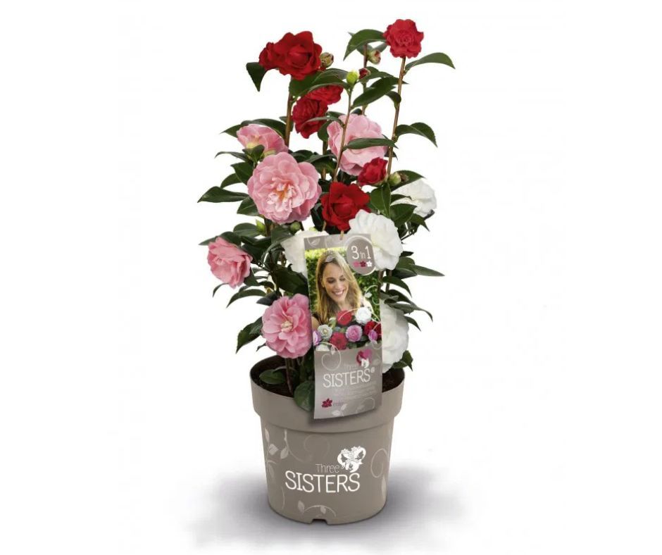 Camellia japonica Three Sisters (Red, Pink White)