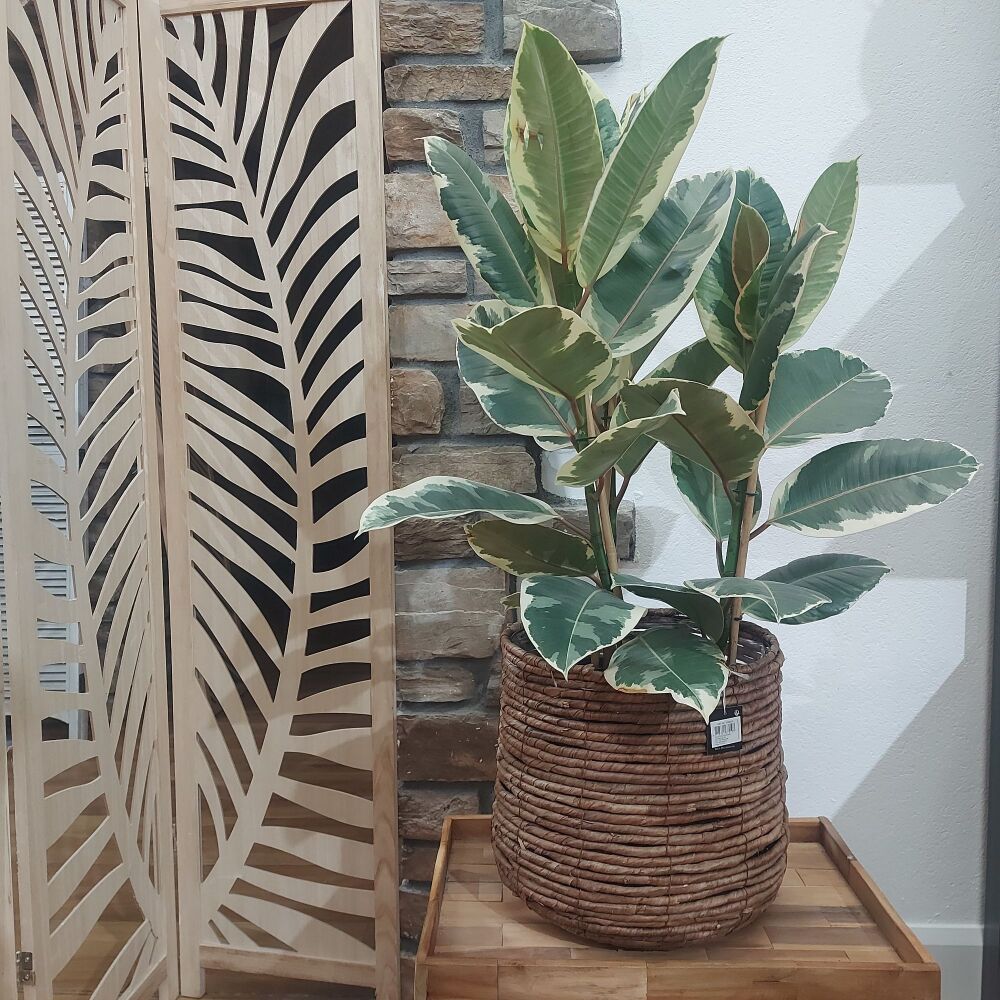 Rubber Plant - Ficus Elastica Tineke