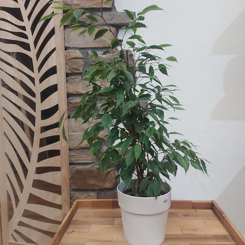 Weeping Fig - Ficus Benj. Anastasia