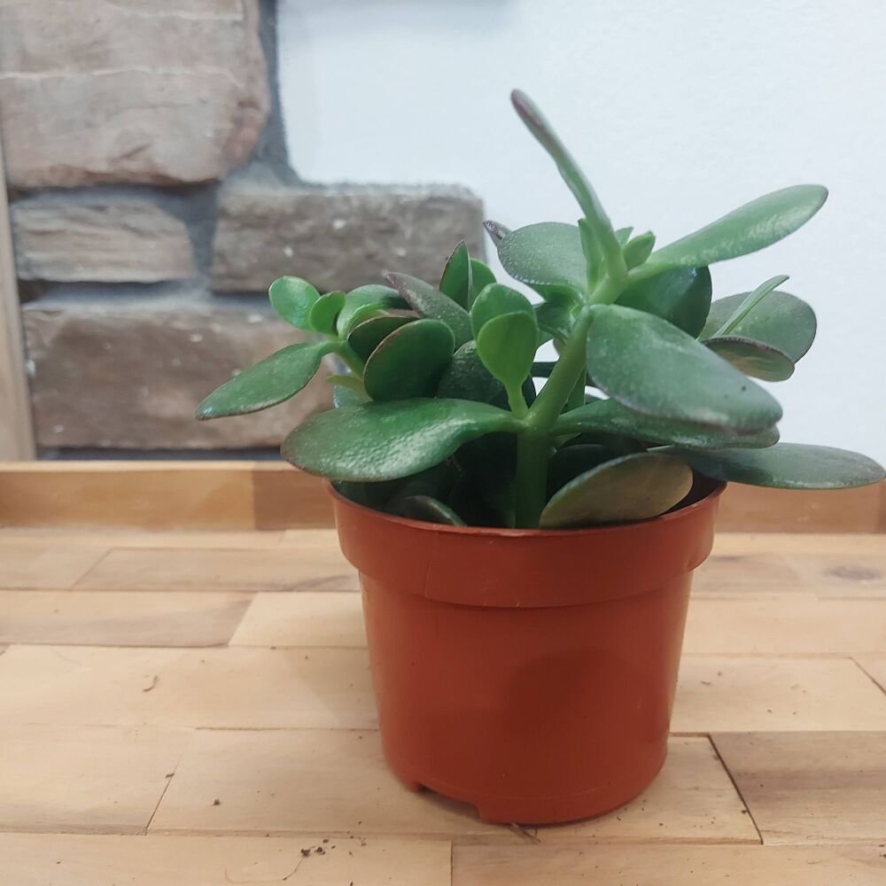 Jade Plant - Crassula Ovata