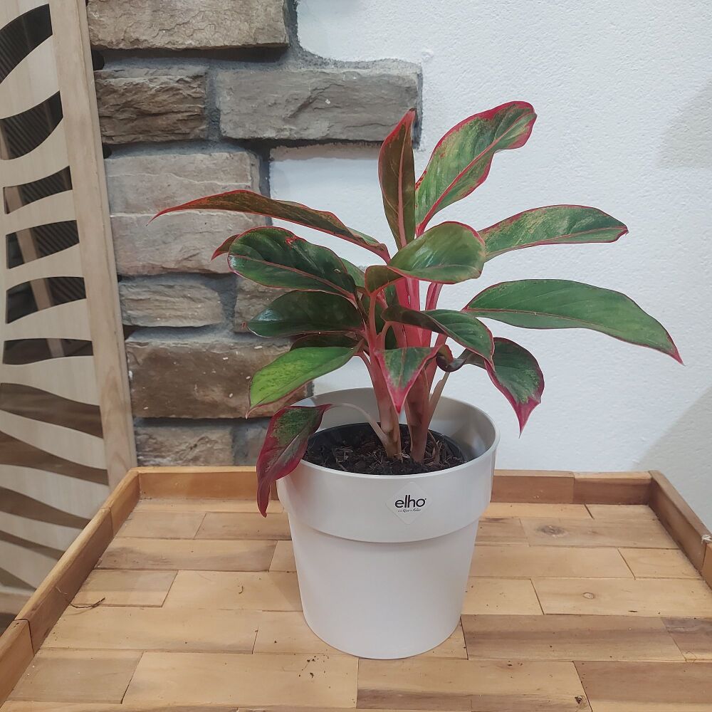 Chinese Evergreen - Aglaonema Red