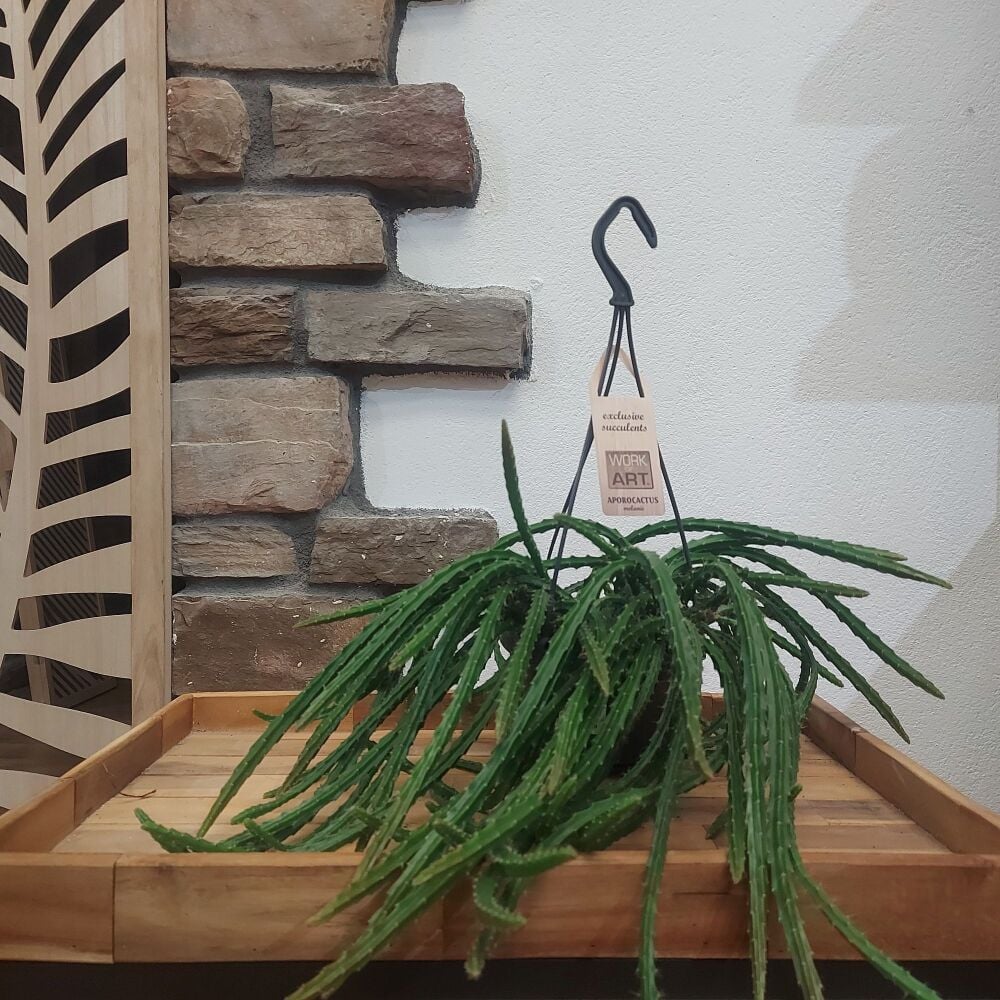 Rat Tail Cactus - Aporacactus