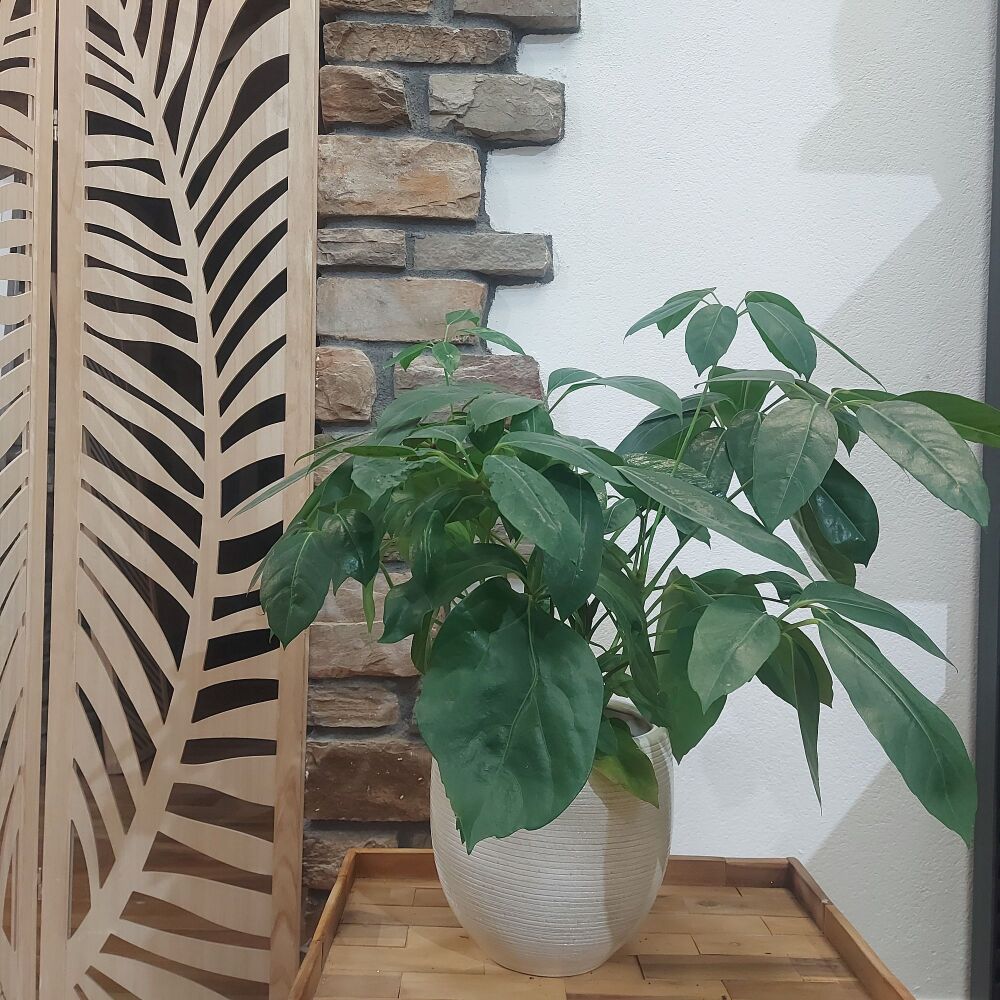 Umbrella Tree - Schefflera Amate