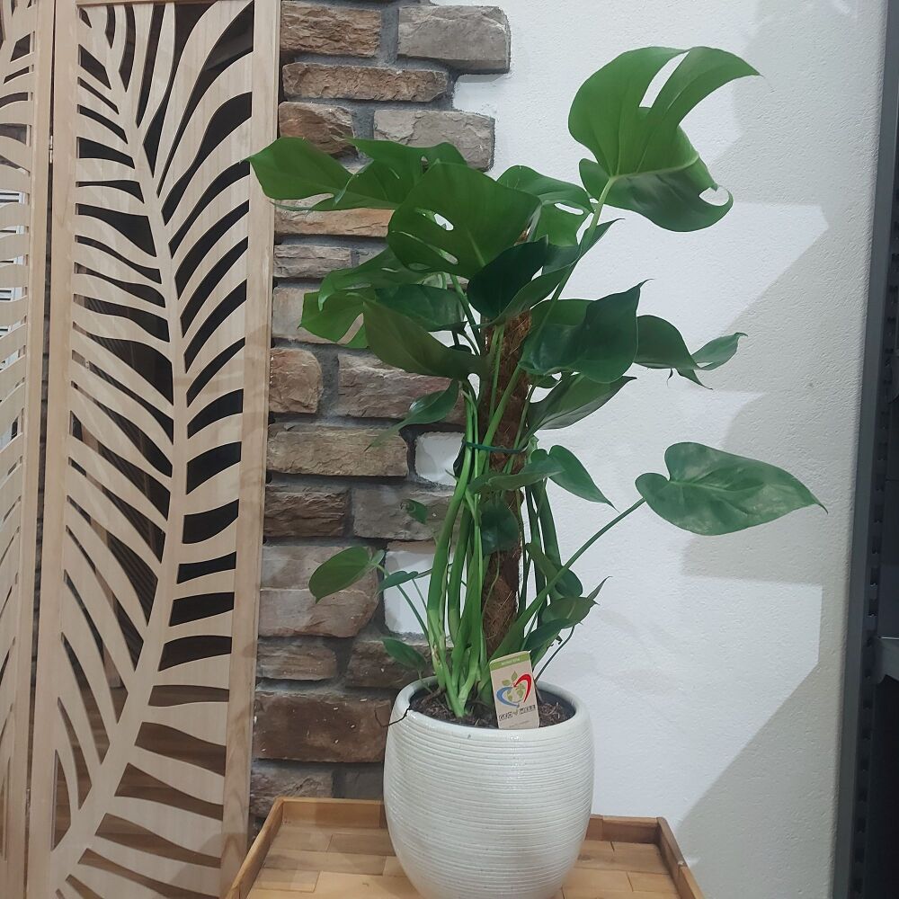 Swiss Cheese Plant - Monstera Deliciosa