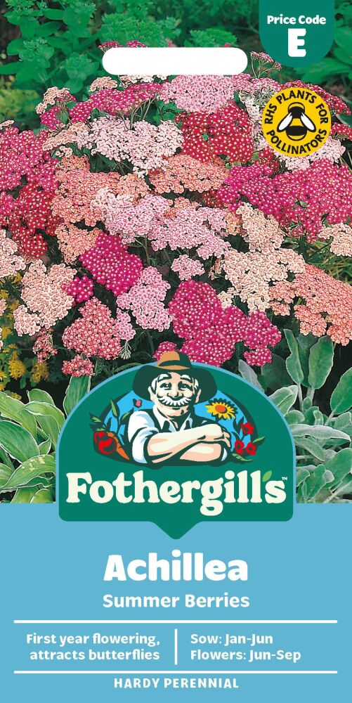 Achillea - Summer Berries