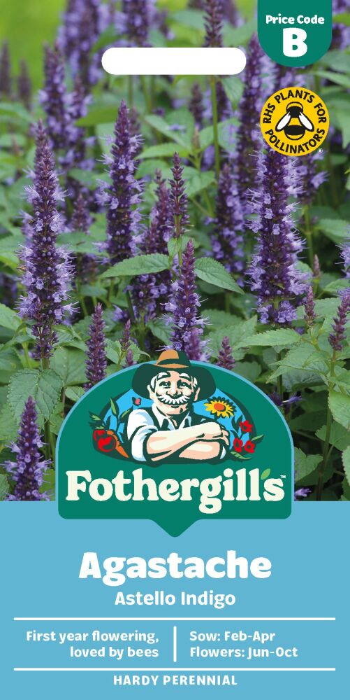Agastache -  Astello Indigo