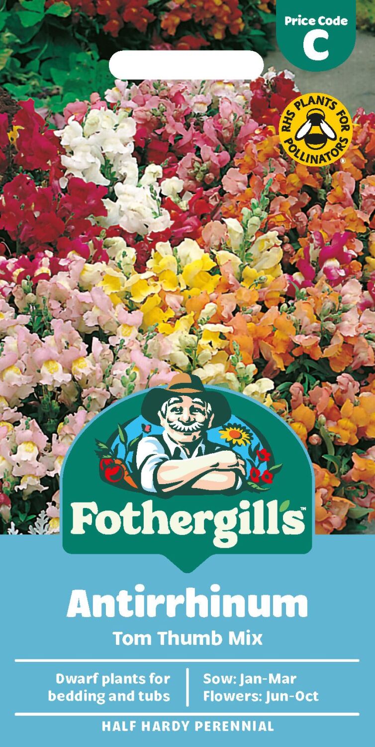 Antirrhinum - Tom Thumb Mixed