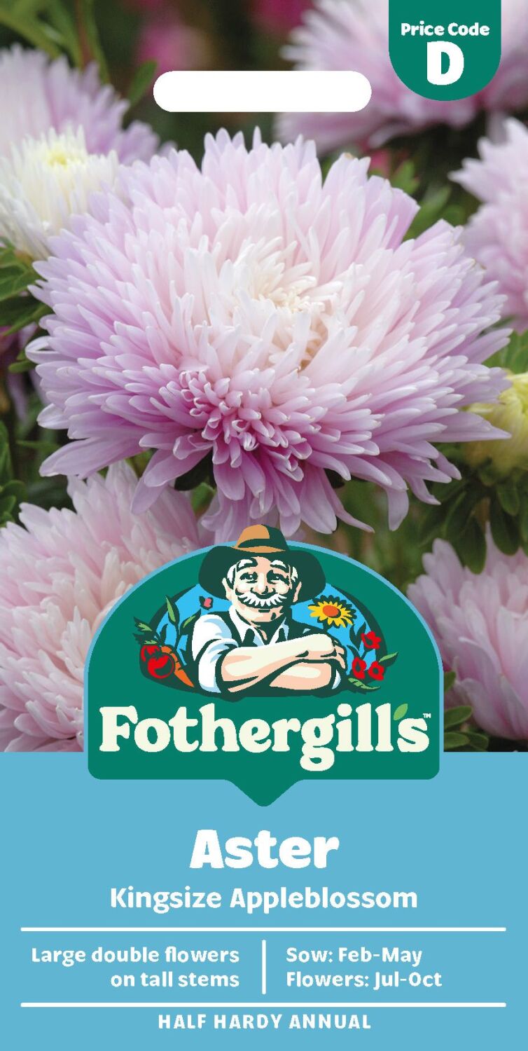 Aster - Kingsize Appleblossom