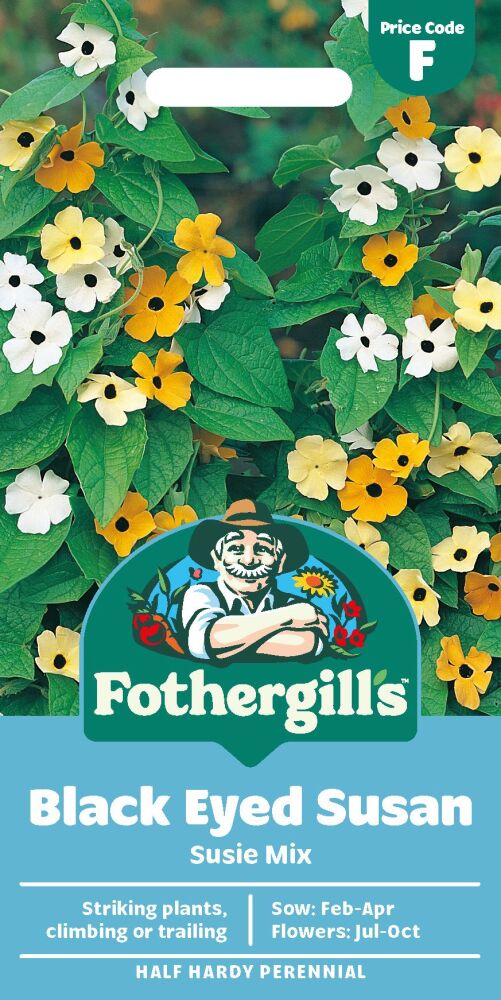 Black Eyed Susan - Susie Mixed