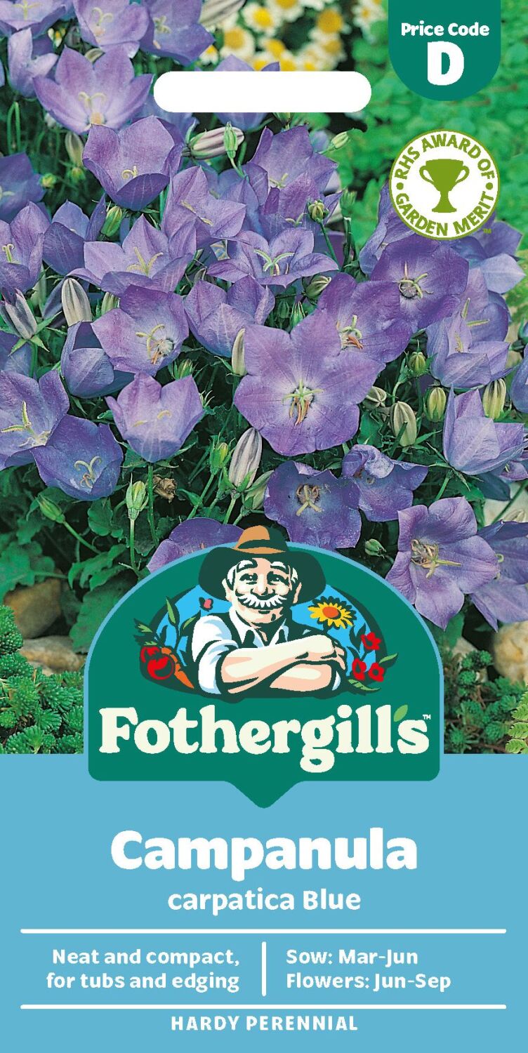 Campanula - Carpatica Blue