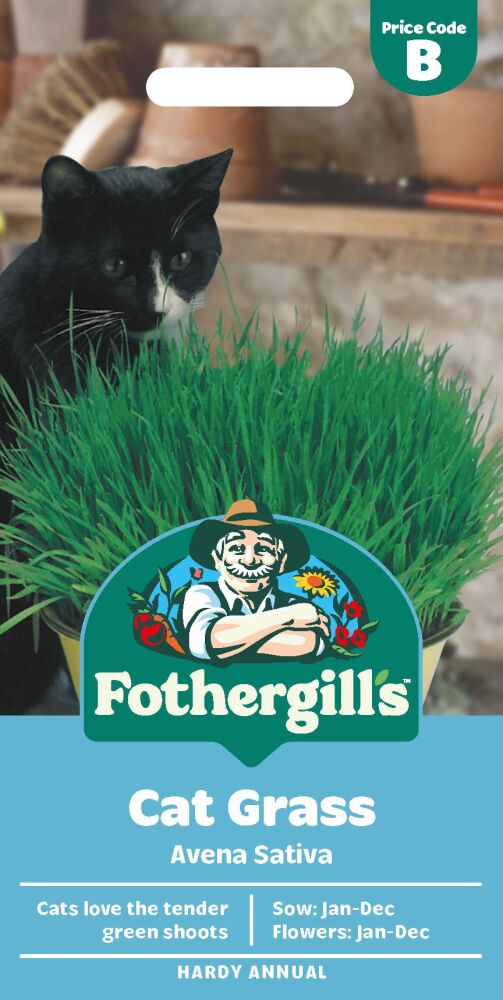 Cat Grass - Avena sativa